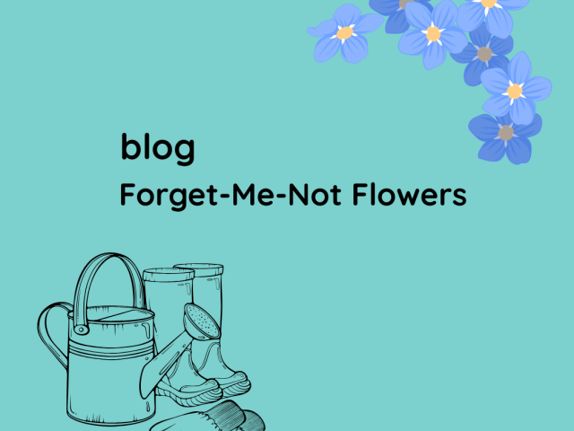Forget-Me-Not Flowers (Myosotis)