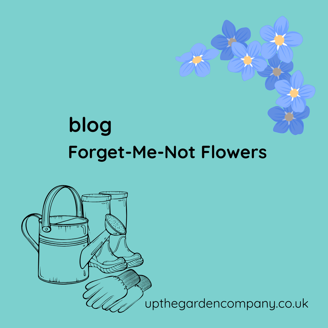 blog. forget-me-not flowers