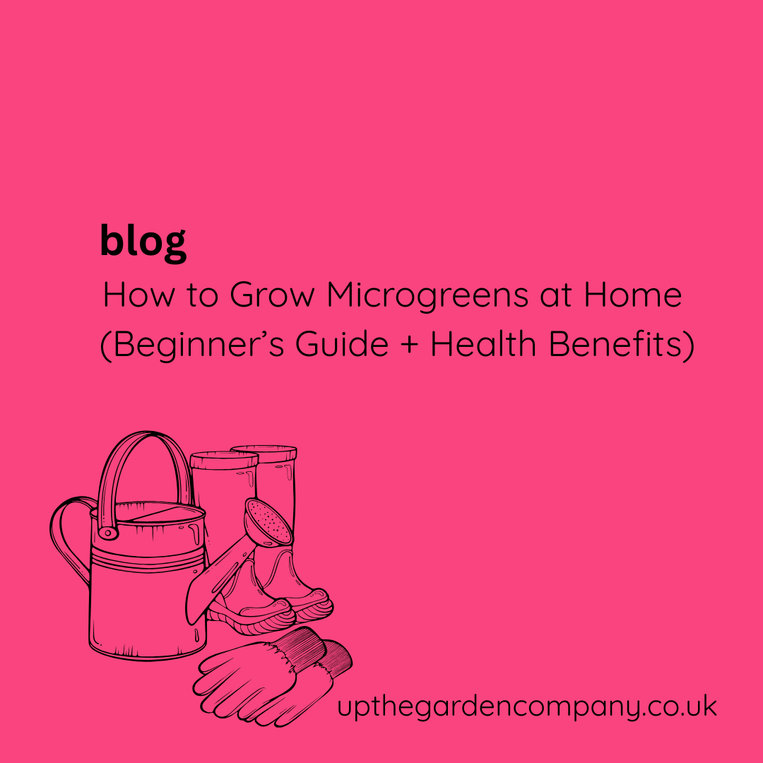 How to Grow Microgreens at Home (Beginner’s Guide + Health Benefits)