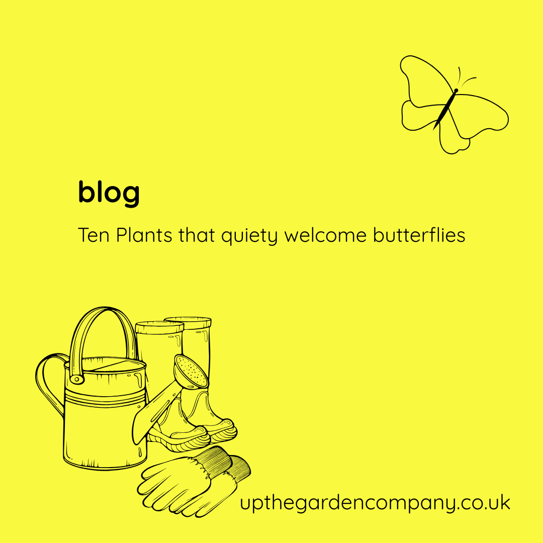 Ten Plants that butterflies love