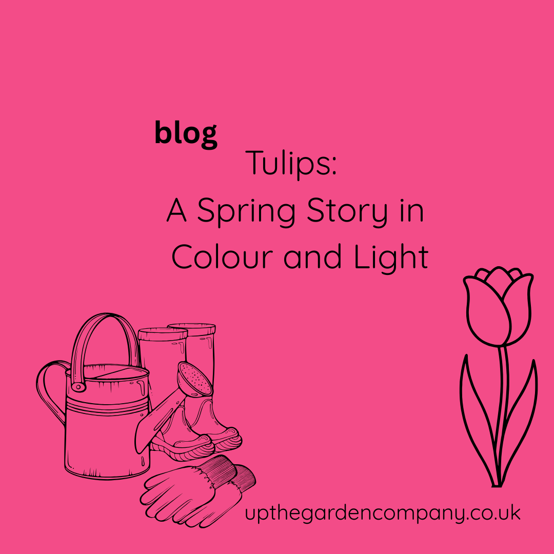 Tulips: A Spring Story in Colour and Light