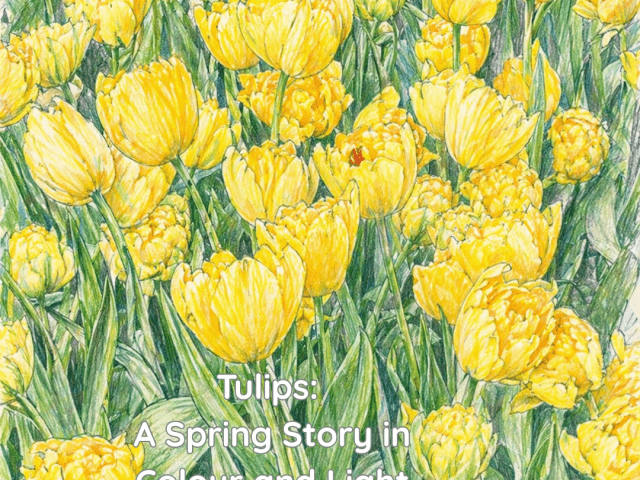 Tulips: A Spring Story in Colour and Light