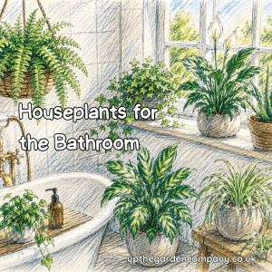 Houseplants for the Bathroom. Colourful sketch of houseplants in a bathroom