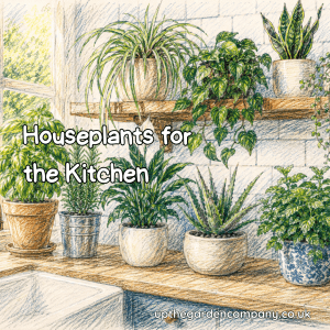 Houseplants for the Kitchen. Colourful sketch of houseplants in the kitchen