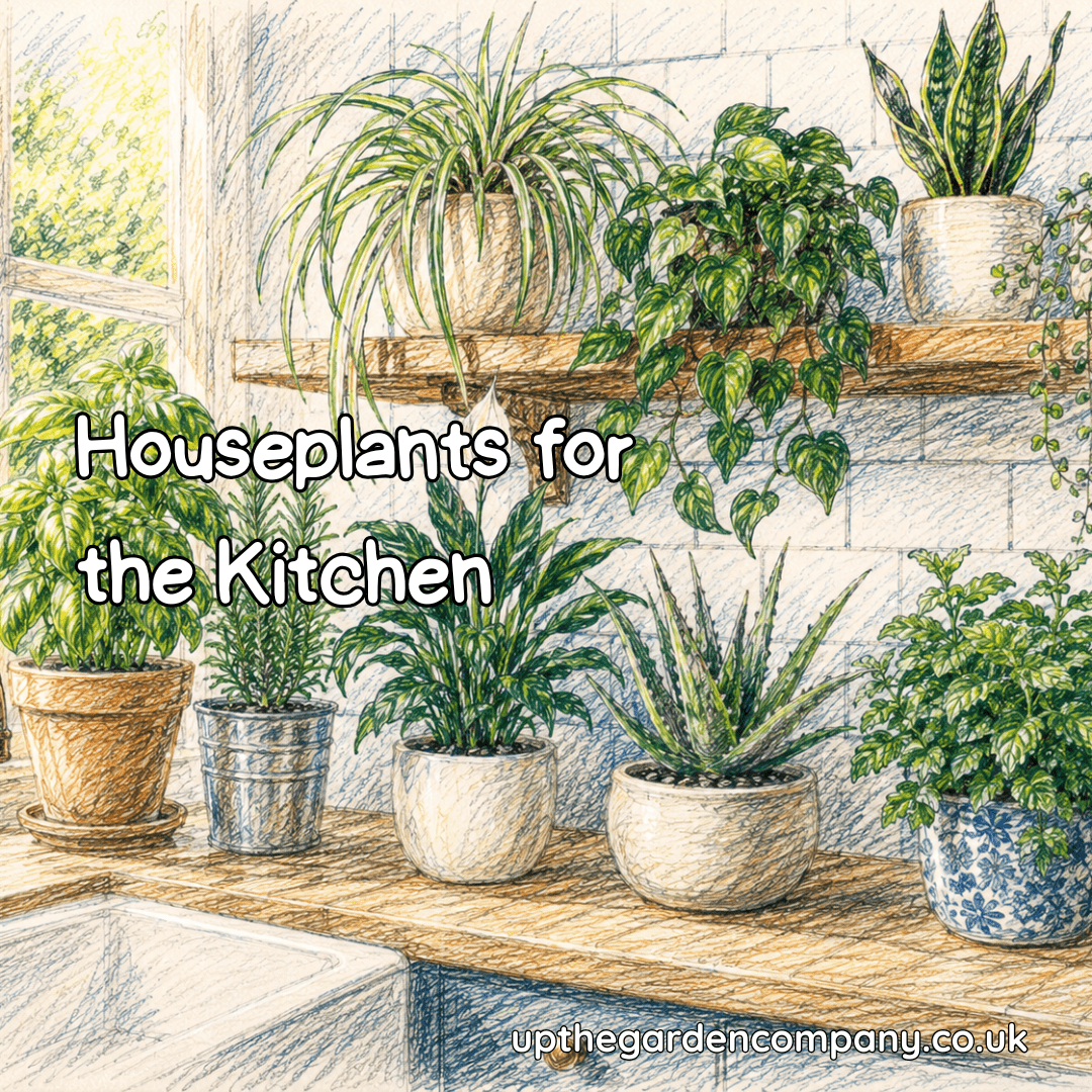 Houseplants for the Kitchen