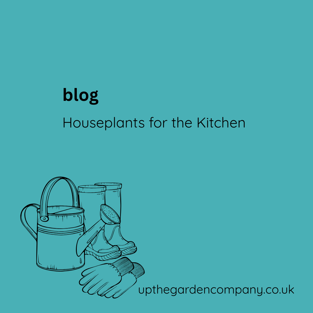 Houseplants for the kitchen