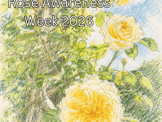 Rose Awareness Week 2026: Celebrating the Beauty, History and Meaning of Roses