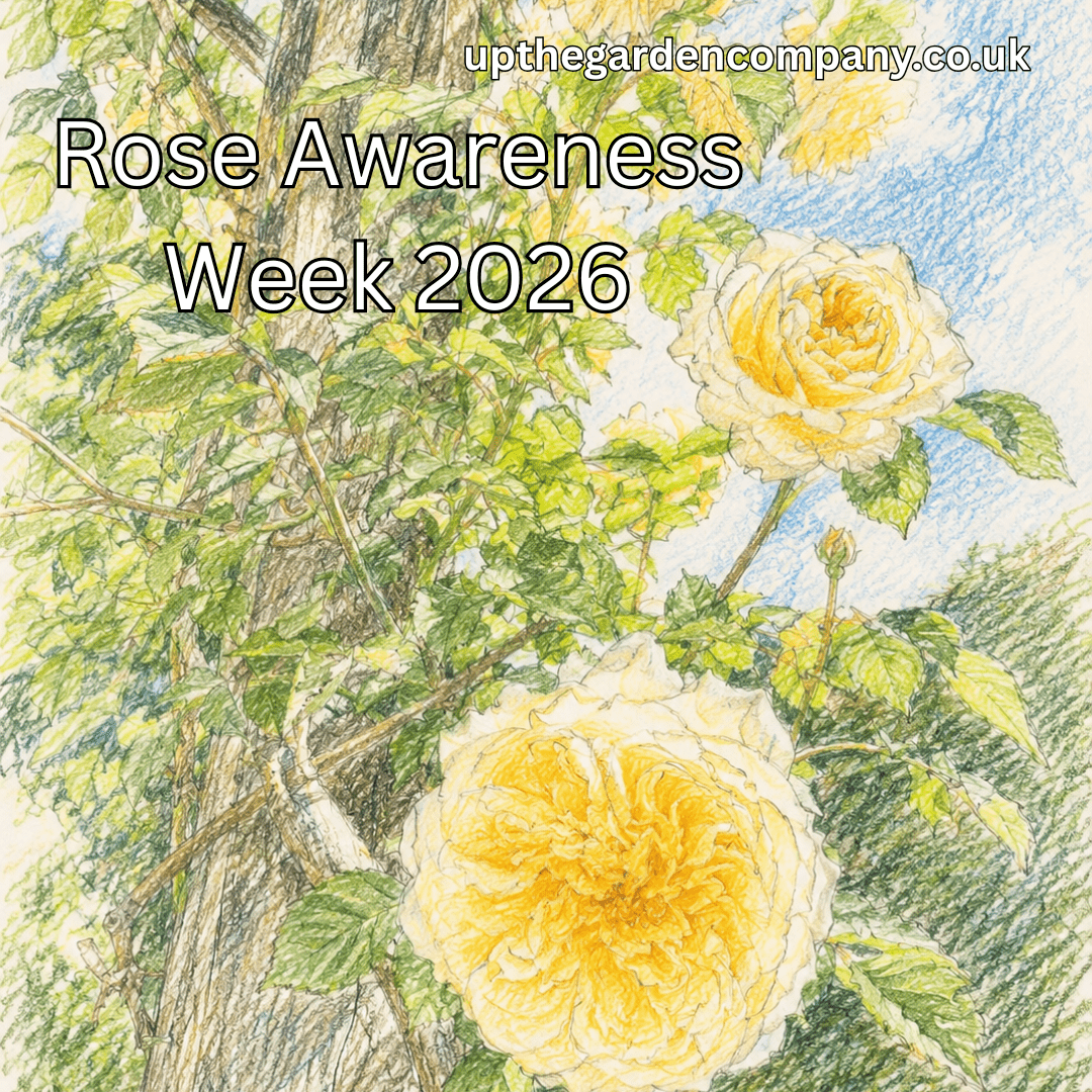 Rose Awareness Week 2026