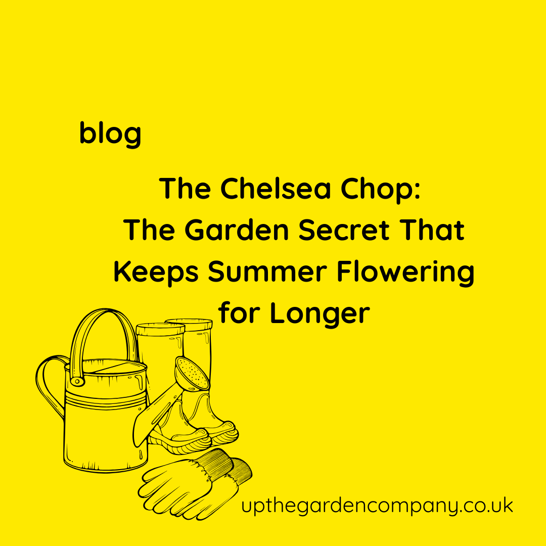 The Chelsea Chop: The Garden Secret That Keeps Summer Flowering for Longer