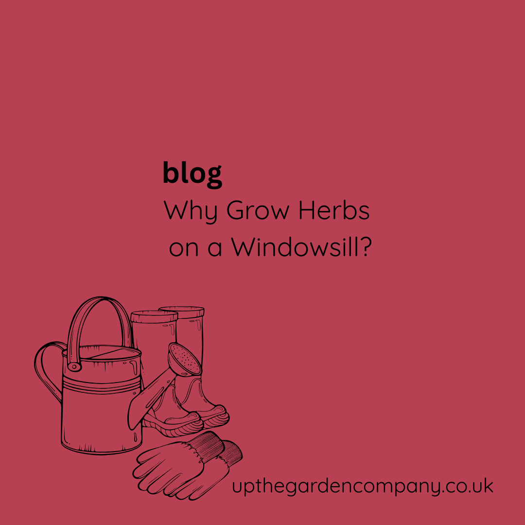 Why Grow Herbs on a Windowsill?