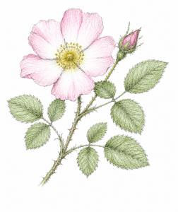 Dog Rose (Rosa canina)