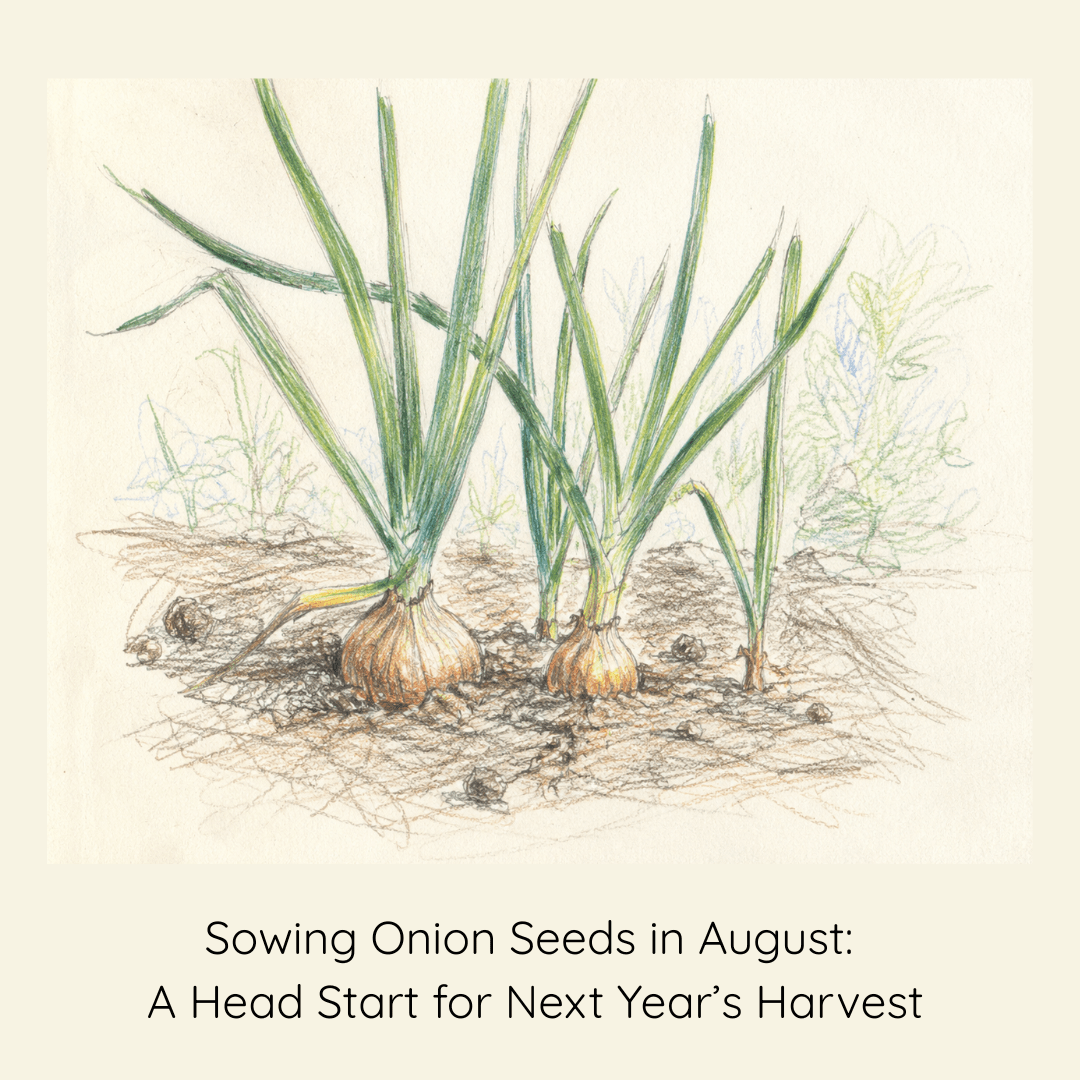 Sowing Onion Seeds in August: A Head Start for Next Year’s Harvest